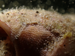 Bryozoa