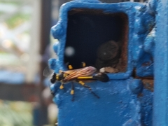 Sceliphron madraspatanum