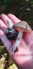 Amanita vaginata