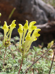 Scutellaria orientalis