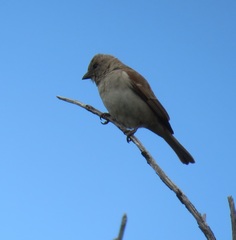 Passer diffusus stygiceps
