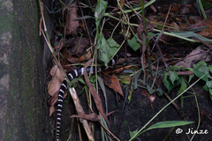 Bungarus multicinctus