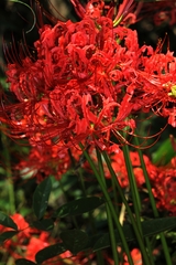 Lycoris