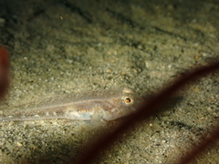 Gobius niger