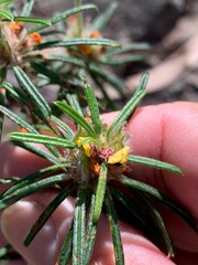 Pultenaea