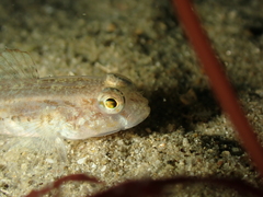 Gobius niger
