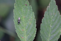 Cosmopterix