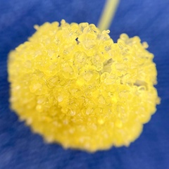 Craspedia variabilis