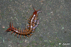 Scolopendra multidens