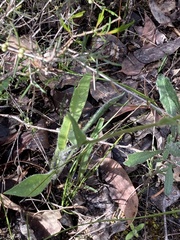 Craspedia variabilis