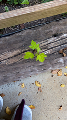 Liquidambar formosana