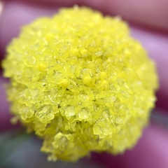 Craspedia variabilis