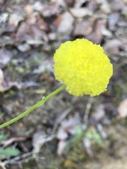 Craspedia variabilis