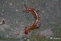 Scolopendra multidens