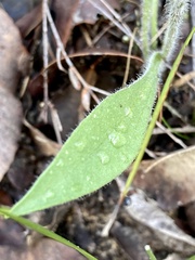 Craspedia variabilis