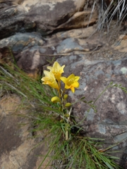 Freesia corymbosa
