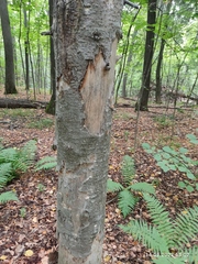 Abies sibirica