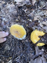 Russula claroflava