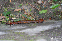 Scolopendra multidens