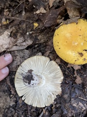 Russula claroflava