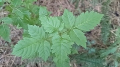 Acer negundo