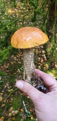 Leccinum versipelle