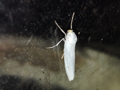 Coscinia chrysocephala