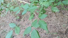Acer negundo