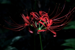 Lycoris