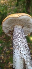 Leccinum versipelle