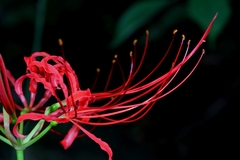 Lycoris