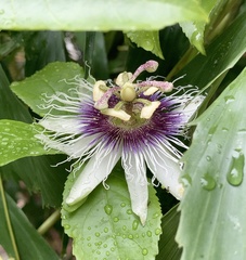 Passiflora edulis