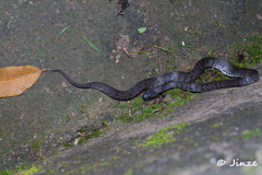 Pareas margaritophorus