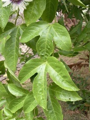 Passiflora edulis