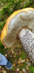Leccinum versipelle