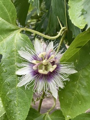 Passiflora edulis