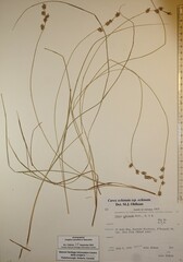 Carex echinata echinata