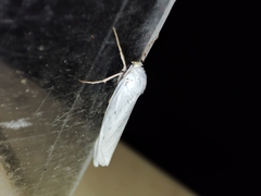 Coscinia chrysocephala