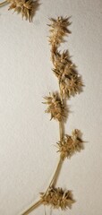 Carex echinata echinata