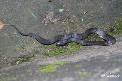 Pareas margaritophorus