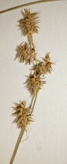 Carex echinata echinata