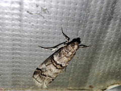 Acrobasis romanella