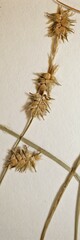 Carex echinata echinata