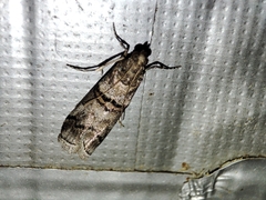 Acrobasis romanella