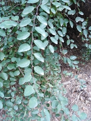 Paliurus spina-christi