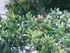 Eupsittula nana