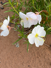 Oenothera pallida