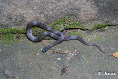 Pareas margaritophorus