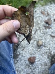 Pemphigus obesinymphae