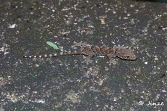 Gekko chinensis